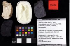 Foto (Objket + Etiketten) von Cracensigillatus acutirostris (Moericke, 1889) 